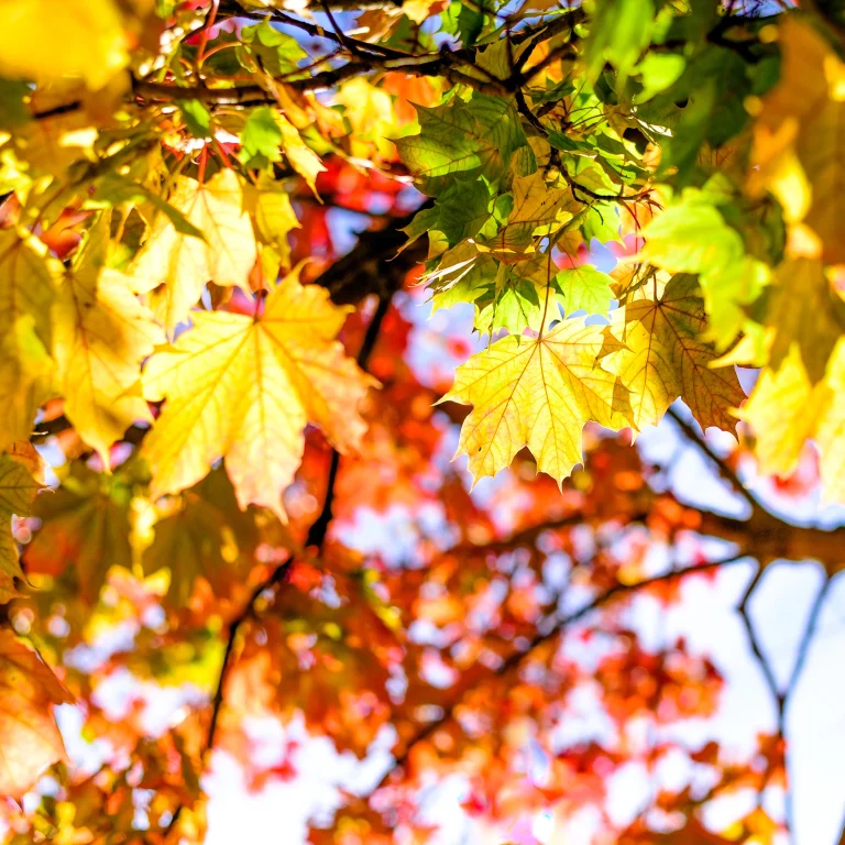 foliage